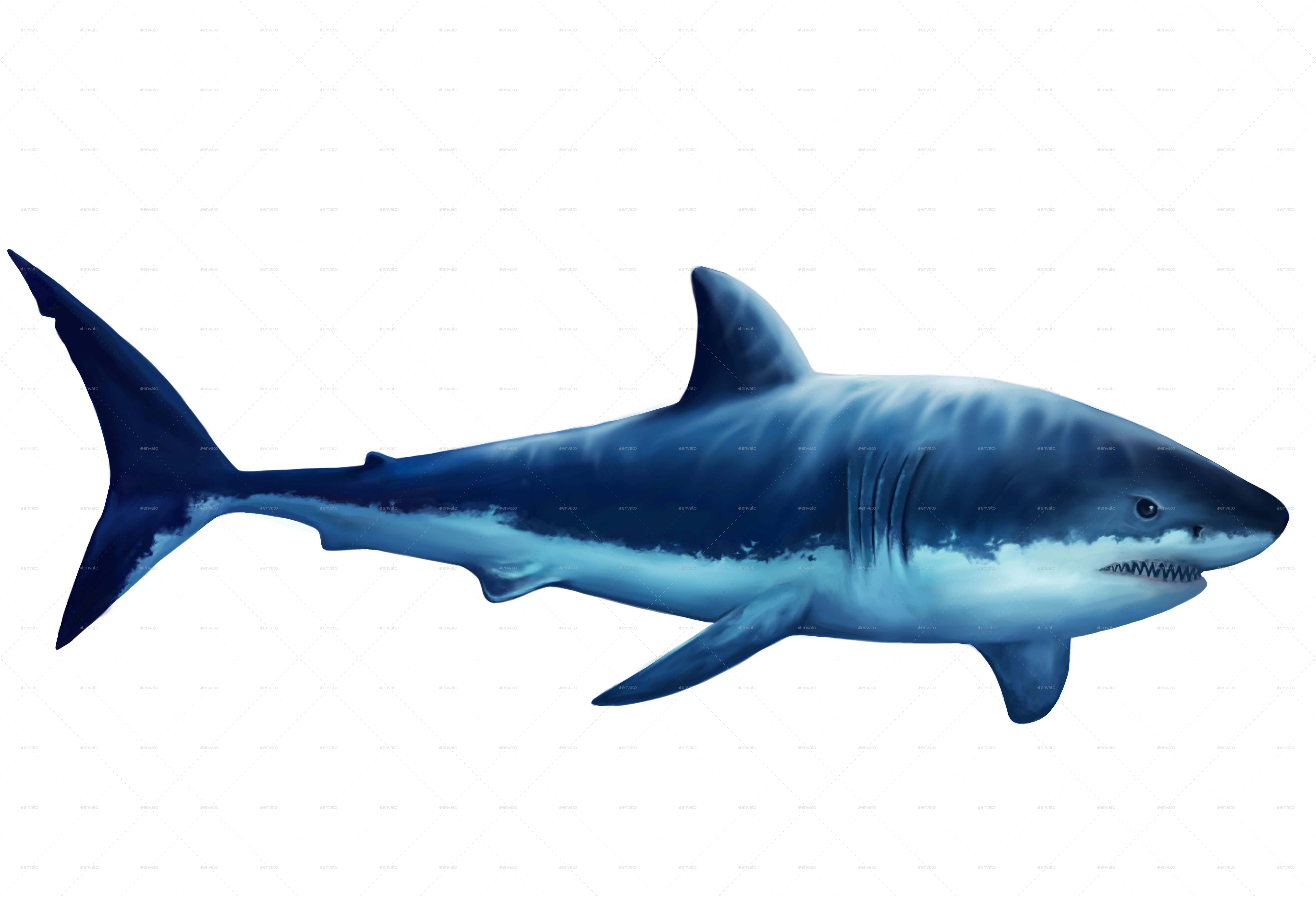 Realistic White Shark Digital illustration by diangraphics 