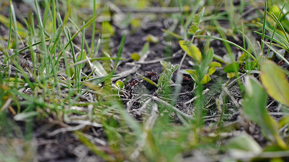 Ants In Grass Ants In Grass