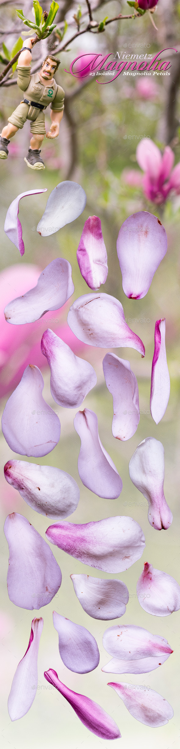 GraphicRiver Isolated Magnolia Petals 11430436 GraphicRiver Isolated Magnolia Petals 11430436