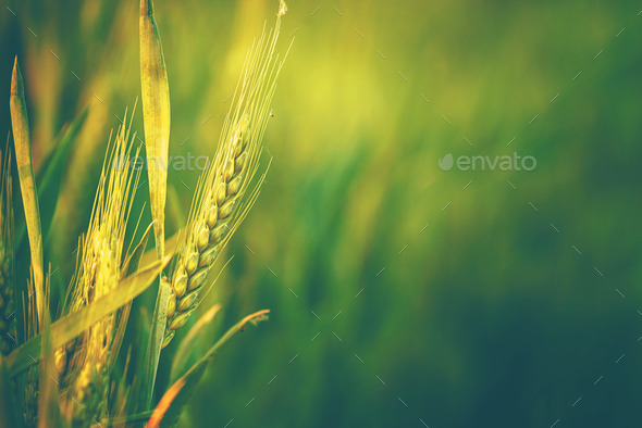 Green Wheat Head in Cultivated Agricultural Field (Misc) Photo Download