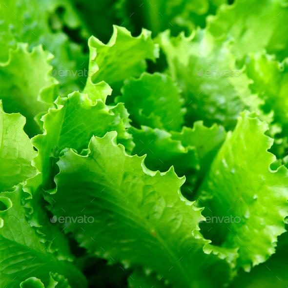 Fresh Lettuce closeup (Misc) Photo Download