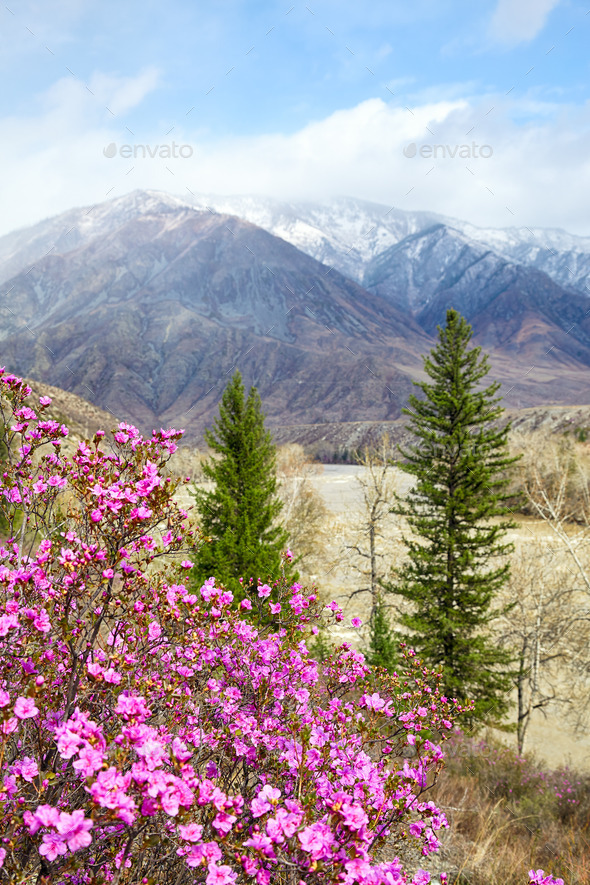 Altai landscape with Rhododendron dauricum flowers