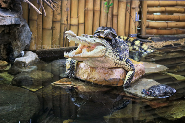 Crocodile with turtles (Misc) Photo Download