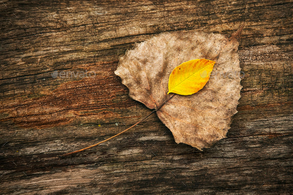Two Leaves on a Fallen Log (Misc) Photo Download