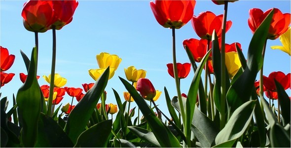 Flowers 5 Flowers 5