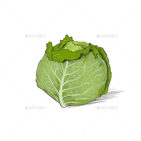 GraphicRiver Cabbage Green Color Sketch 11459693 GraphicRiver Cabbage Green Color Sketch 11459693