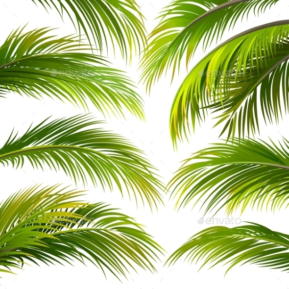 GraphicRiver Palm Leaves Vector 11469563 GraphicRiver Palm Leaves Vector 11469563