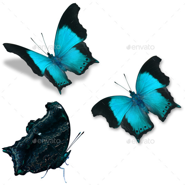 blue butterfly (Misc) Photo Download