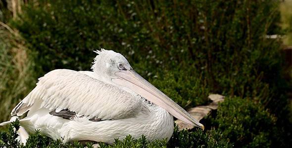 Pelican Pelican