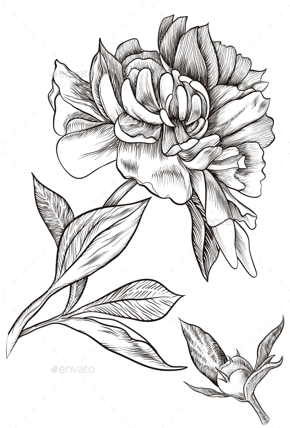 GraphicRiver Peony Bud Blossomed 11522973 GraphicRiver Peony Bud Blossomed 11522973