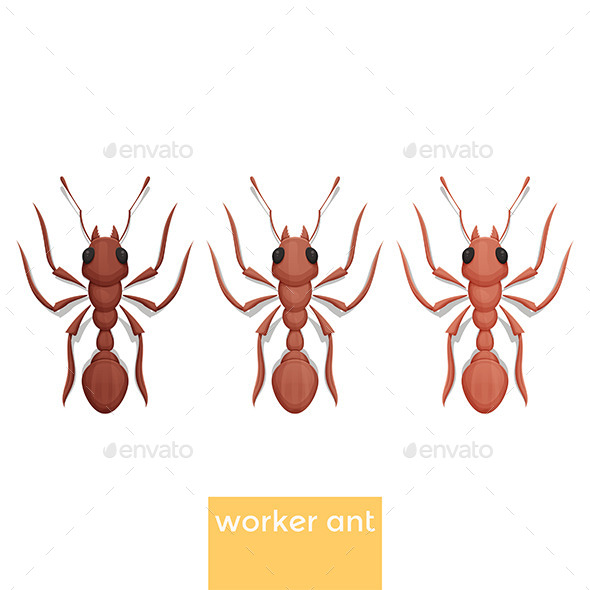 GraphicRiver Worker Ant 11532345 GraphicRiver Worker Ant 11532345