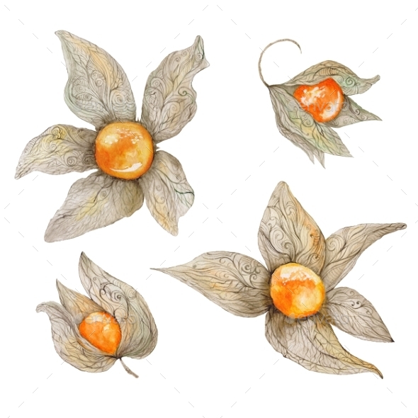 Watercolor Physalis Plant