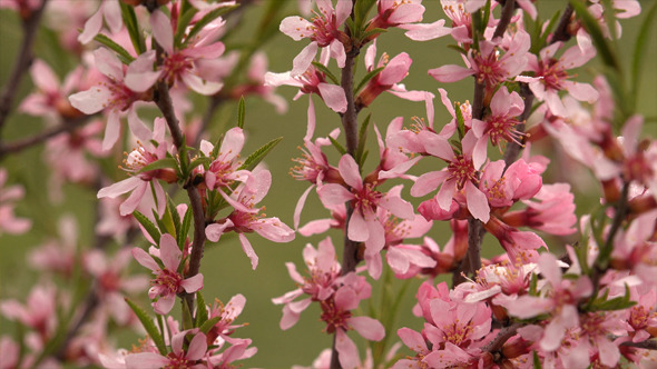 Wine and Roses Weigela Wine and Roses Weigela