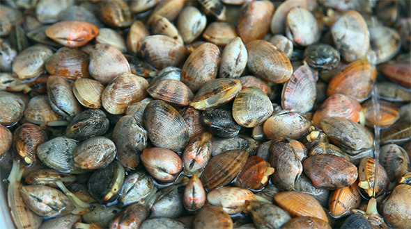 Clams Clams