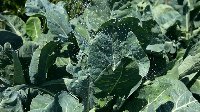 Water the cabbage Water the cabbage