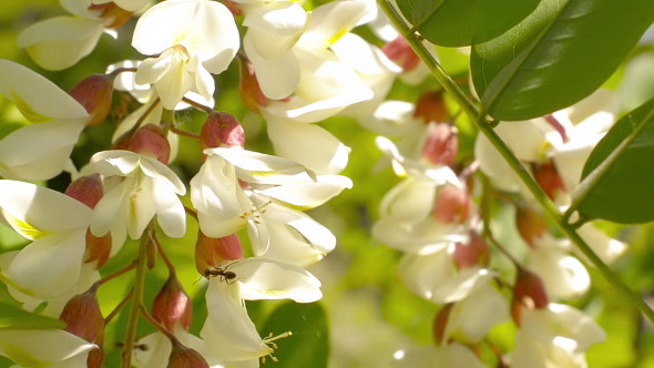 VideoHive Acacia Flower 11571781 VideoHive Acacia Flower 11571781