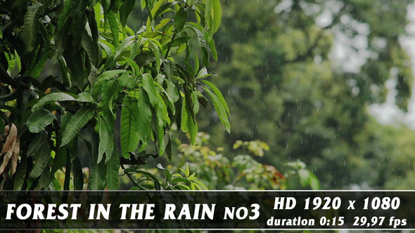 Forest in Rain No.3 Forest in Rain No.3