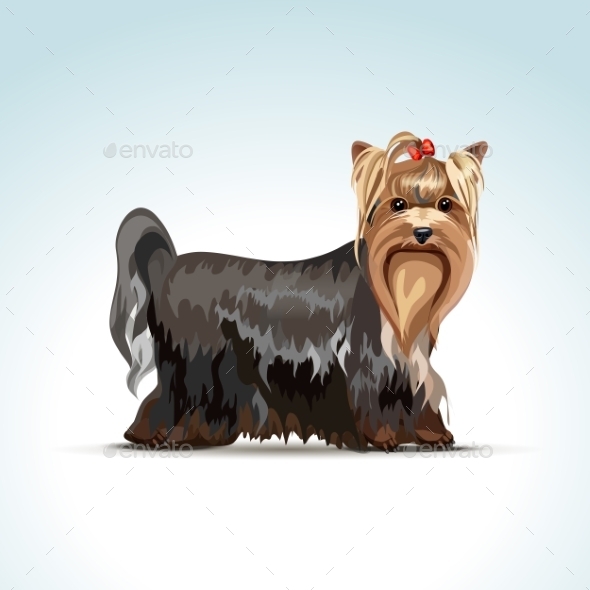 GraphicRiver Yorkshire Terrier Dog 11590819 GraphicRiver Yorkshire Terrier Dog 11590819