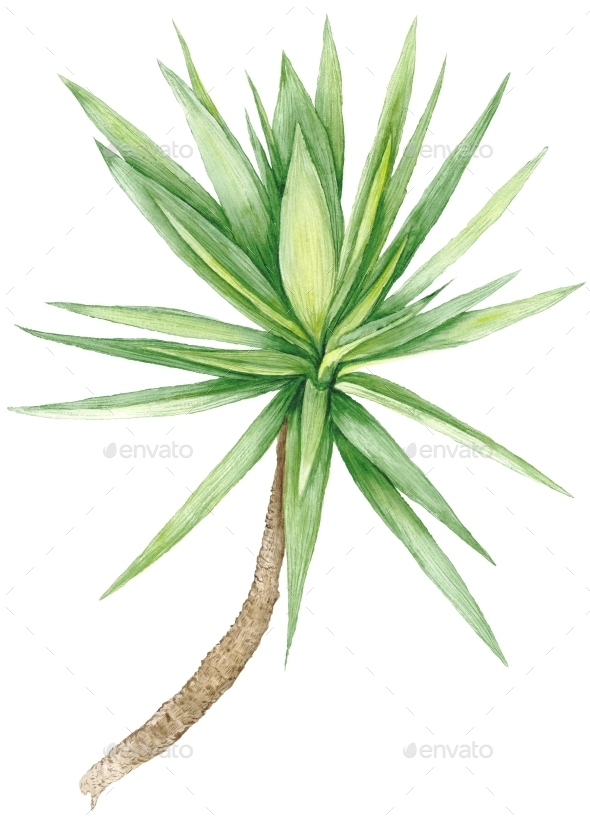 Watercolor Yucca Tree