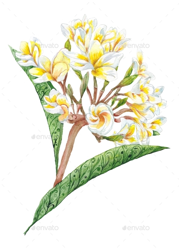 GraphicRiver Plumeria Watercolor Plant 11602080 GraphicRiver Plumeria Watercolor Plant 11602080