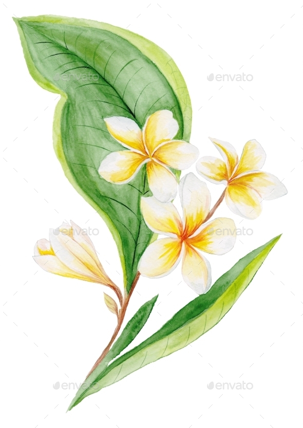 GraphicRiver Plumeria Watercolor Plant 11602100 GraphicRiver Plumeria Watercolor Plant 11602100