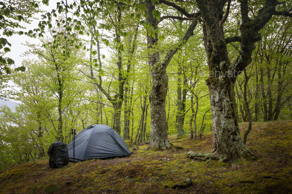 Tent in the spring forest