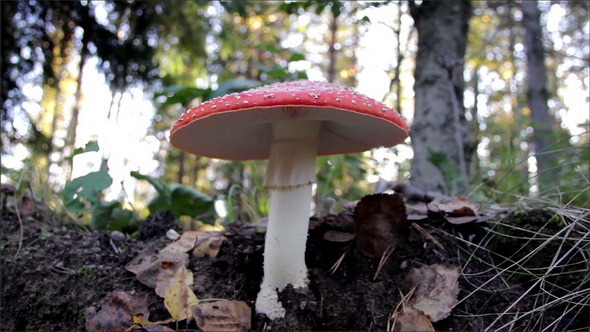 Growing Amanita Muscaria Fly Agaric Mushroom Growing Amanita Muscaria Fly Agaric Mushroom