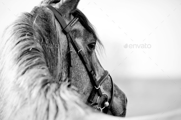 Black-and-white portrait of a sports stallion