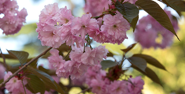 Blooming Sakura Cherry Tree