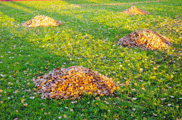 Raken leaves piles in autumn yard. Garden cleaning