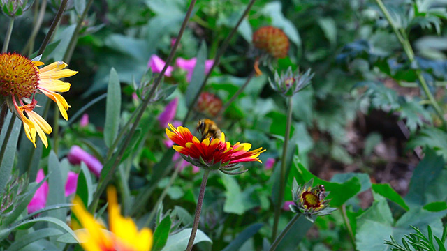 Working bumblebee 2 Working bumblebee 2