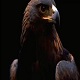 BlackEagle3455