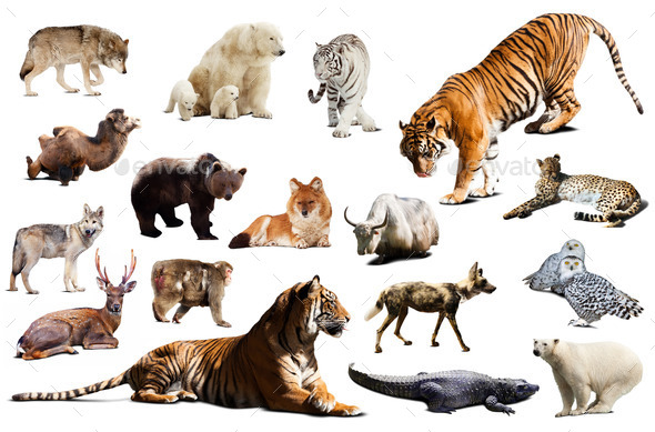 Tiger and other asian fauna. Isolated on white (Misc) Photo Download