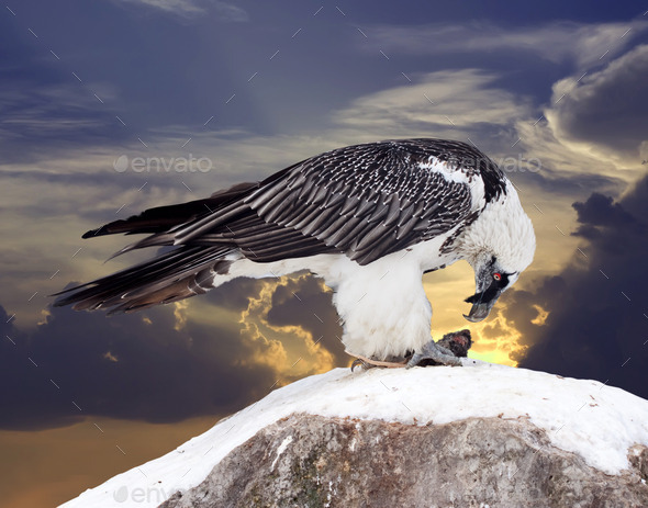 Griffon vulture against sky (Misc) Photo Download