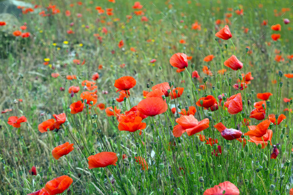 Field of red poppies (Misc) Photo Download