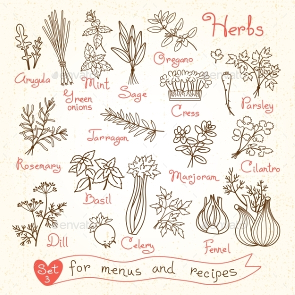 GraphicRiver Set Drawings Of Herbs For Design Menus Recipes 11775776 GraphicRiver Set Drawings Of Herbs For Design Menus Recipes 11775776
