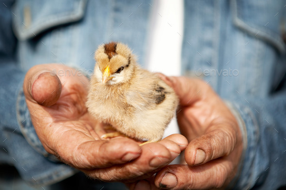 farmer holds little chicken (Misc) Photo Download