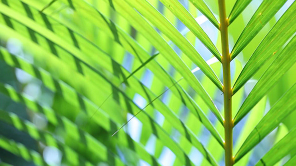 Green Leaf In Nature 571 Green Leaf In Nature 571