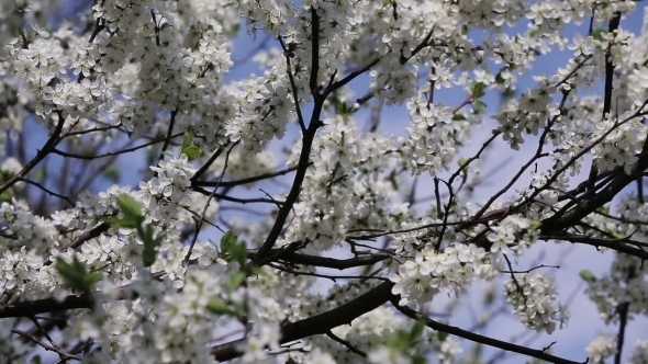 Branch Cherry Tree Flowering