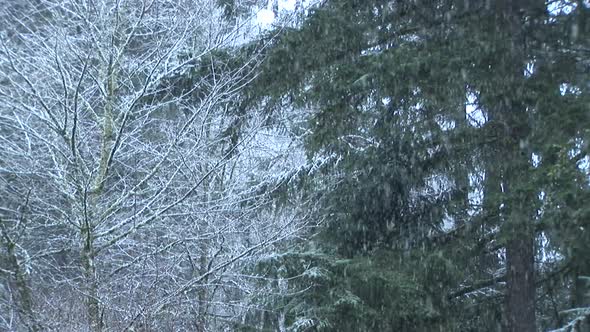 Snow Falling On Pines Snow Falling On Pines