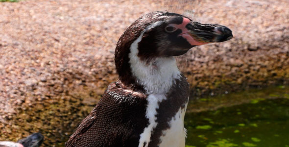Bird Penguin Bird Penguin