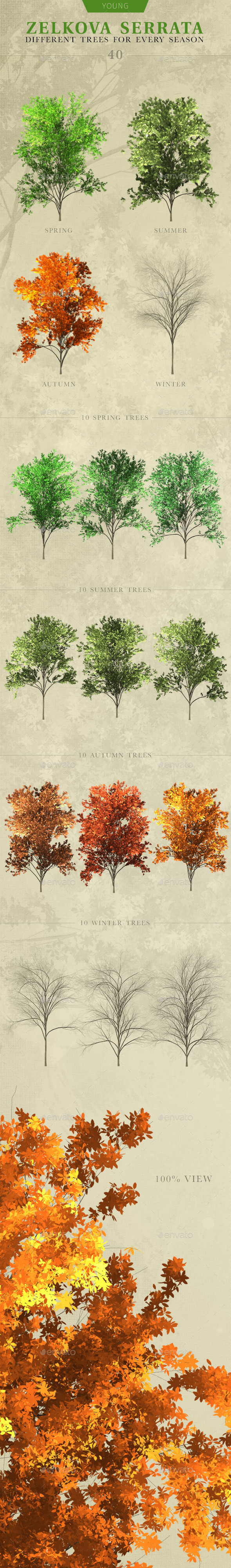GraphicRiver Young Zelkova Serrata Tree 11871955 GraphicRiver Young Zelkova Serrata Tree 11871955