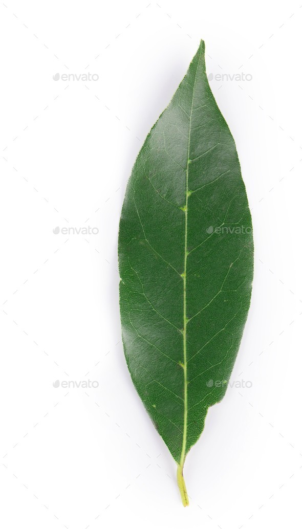 Bay leaf. (Misc) Photo Download