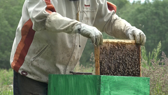 Honey Bees 12 Honey Bees 12