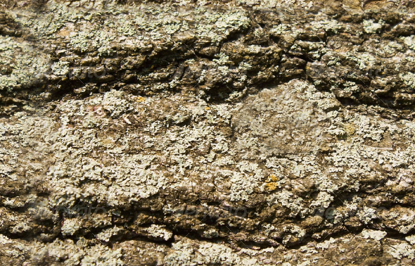 Tree Bark #2 Tree Bark #2