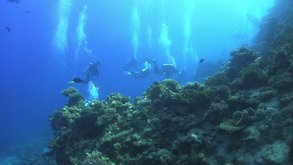 Group of Divers Swims Over Coral Reefs Group of Divers Swims Over Coral Reefs