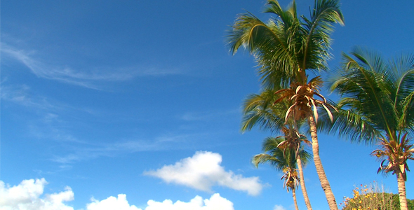 Coconut Trees on Beach 3 Coconut Trees on Beach 3