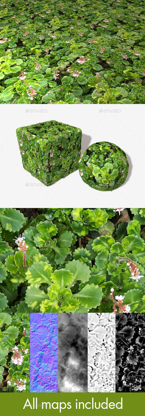 3DOcean Hardy Ground Plants Seamless Texture 11981585 3DOcean Hardy Ground Plants Seamless Texture 11981585