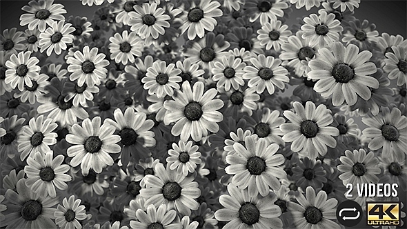 Flowers Are Rotating 2 pack Flowers Are Rotating 2 pack