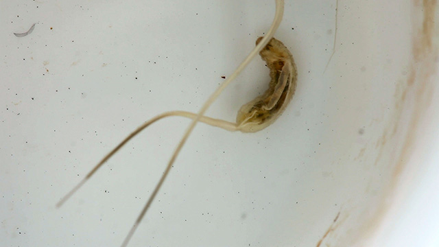 Mosquito crane-fly larva Mosquito crane-fly larva